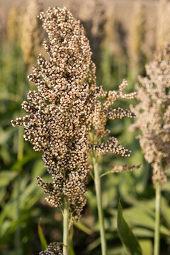 Ripe sorghum grain head close up outdoors. White grain sorghum panicle before harvesting in summer field