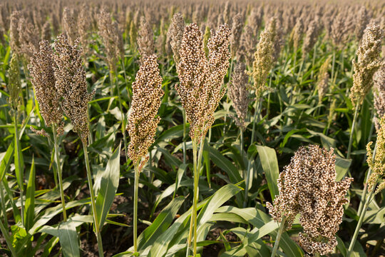 White sorghum field before harvest. Ripe grain sorghum panicles growing in agricultural farmland, closeup
