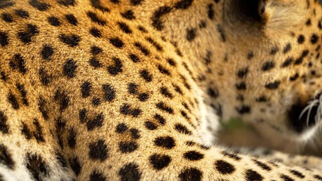 Close up Leopard Portrait Resting Wild Cat Spotted Fur Texture