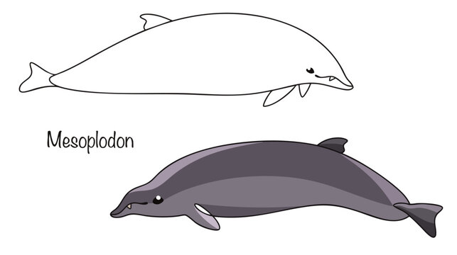 Mesoplodon