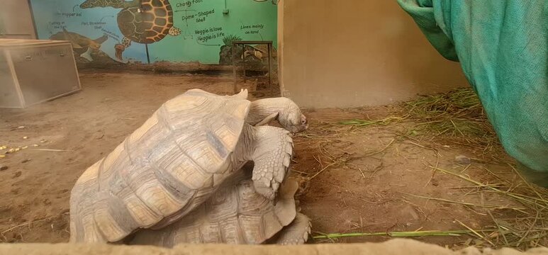 Pair of Giant Tortoises Mating inside Enclosure at Zoo