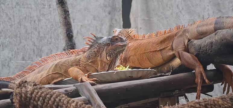 Two  Iguanas Resting together on Wooden Perch in Zoo Enclosure