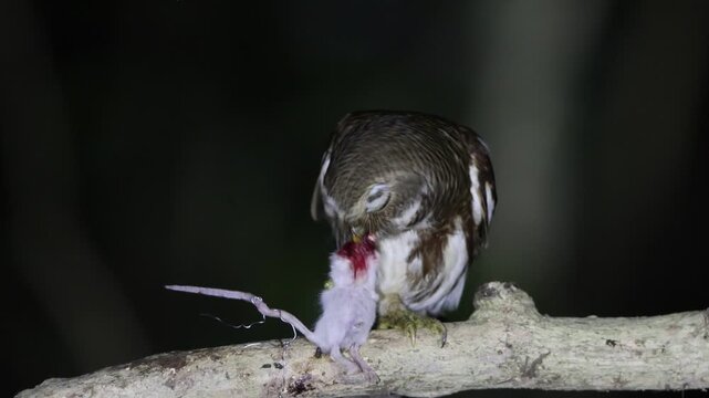 The Javan owlet (Glaucidium castanopterum) is a species of owl in the family Strigidae. It is native to the islands of Java and Bali.