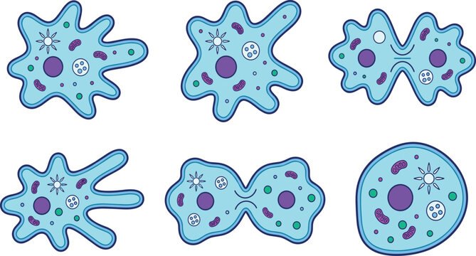 Amoeba Proteus Cell Vector Icon Set Featuring Organelles Structures Binary Fission Cell Division Process and Pseudopod Poses Isolated on White