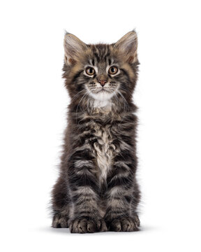 Handsome black tabby polydactyl Maine Coon cat kitten, sitting up straigth. Looking curious and confident towards camera. Isolated on a white background.
