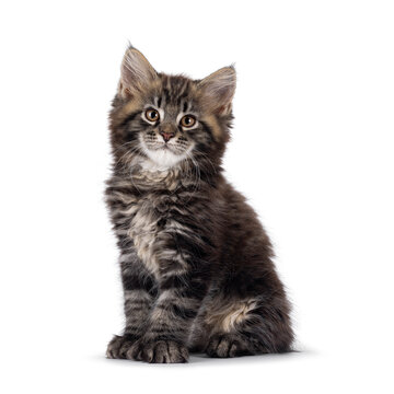 Handsome black tabby polydactyl Maine Coon cat kitten, sitting up side ways. Looking curious and confident towards camera. Isolated on a white background.