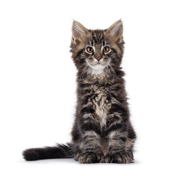 Handsome black tabby polydactyl Maine Coon cat kitten, sitting up straigth. Looking curious and confident towards camera. Isolated on a white background.