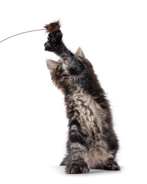Handsome black tabby polydactyl Maine Coon cat kitten, sitting up straigth. Paw up playing with toy. Isolated on a white background.