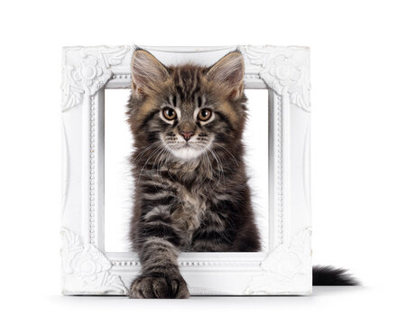 Handsome black tabby polydactyl Maine Coon cat kitten, stepping throught photo frame. Looking curious and confident towards camera. Isolated on a white background.