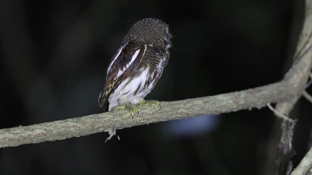 The Javan owlet (Glaucidium castanopterum) is a species of owl in the family Strigidae. It is native to the islands of Java and Bali.