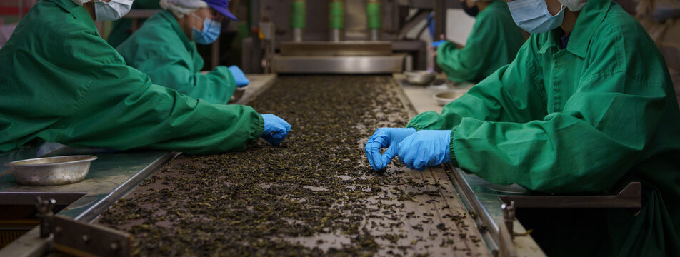 Factory workers sorting dried tea leaves by hand for quality control.