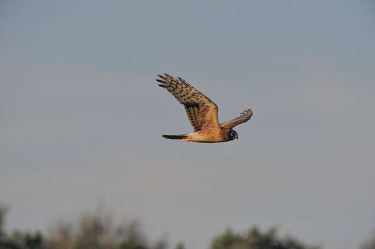 Northern Harrier Hawk soaring over open field in Florida scanning for possible food sources