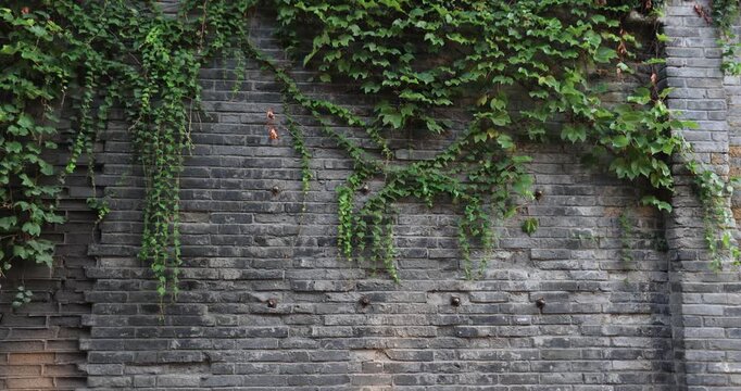 Green japanese creeper climbing on the bricks wall in kuanzhaixianzi alley,Chengdu city,china
