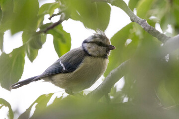 Blaumeise © Christina Pichler