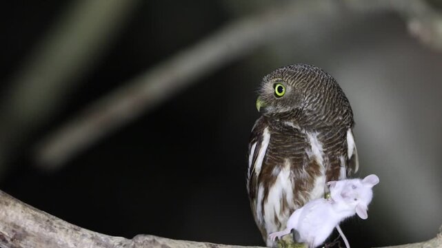 The Javan owlet (Glaucidium castanopterum) is a species of owl in the family Strigidae. It is native to the islands of Java and Bali.