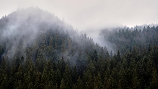 Misty pine forest on mountain hills