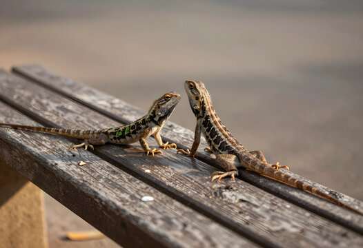 Wildlife interaction and animal behavior, two lizards facing each other on a weathered wooden bench outdoors in sunlight
