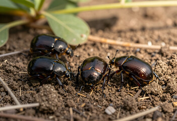 Naklejka premium Insect biodiversity and ecosystem health, group of dark scarab beetles on soil in natural habitat, wildlife conservation