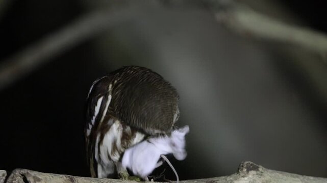 The Javan owlet (Glaucidium castanopterum) is a species of owl in the family Strigidae. It is native to the islands of Java and Bali.