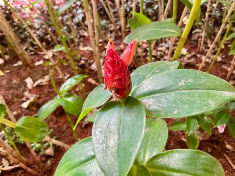 Close Up of Red Pacing Pentul Flower Costus Speciosus with Tropical Green Leaves