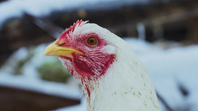 Close-up of a white chicken with red comb in snowy farm setting. Chicken looks alert, calm, and curious in winter environment. Shot captures rustic charm and seasonal rural life