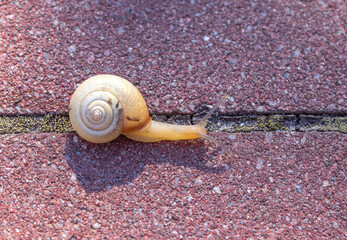 Close view of a small land snail moving across a crack between rough red paving stones, with spiral shell, soft body, and distinct shadow in warm sunlight © ravital
