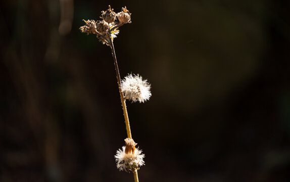 Close-up of a wild asteraceae plant seed head with white fluffy pappus fibers. The delicate wildflower stem and seedpods are illuminated by warm natural sunlight against a dramatic dark, blurry bokeh 