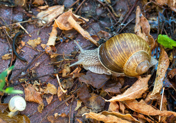 Close view of a brown land snail moving over fallen leaves and wet debris on earthy ground, with a small pale shell visible in the lower corner © ravital