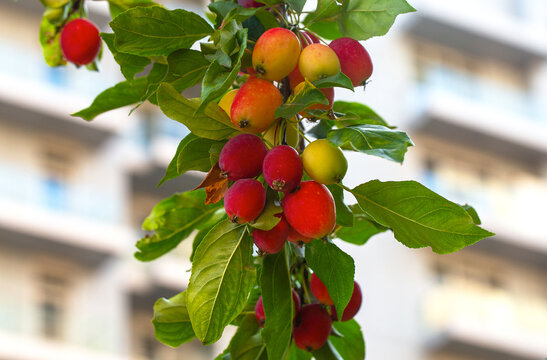 Close view of small red and yellow crabapples growing on a green leafy branch, photographed outdoors with a softly blurred residential building in the background