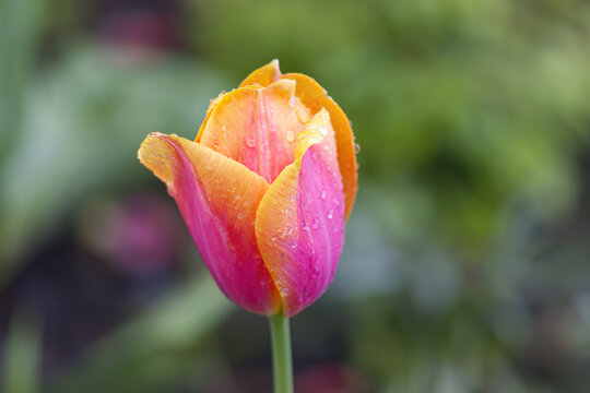 Close-up of an orange-pink tulip blossom; dark background, salmon-colored flower with raindrops; salmon-colored tulip with slightly open petals, early bloomer; tulipa; spring flowers