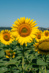 Fototapeta premium Champ de tournesols en fleurs sous un ciel bleu d'ete
