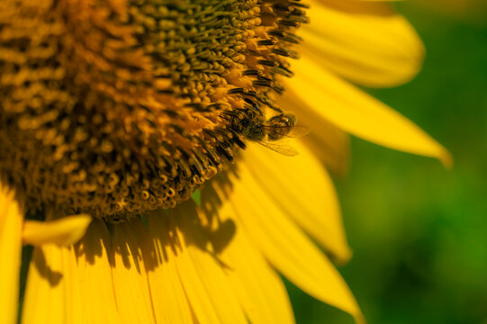 Abeille butinant le c&oelig;ur d'un tournesol en gros plan