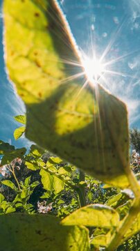 8K Slider shot Rural Landscape Potatoes Field With Young Potato Flowering Blooming Green Vernal Spr
