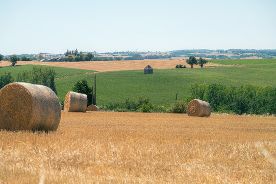 Bottes de foin rondes dans un champ de chaume en Lot-et-Garonne