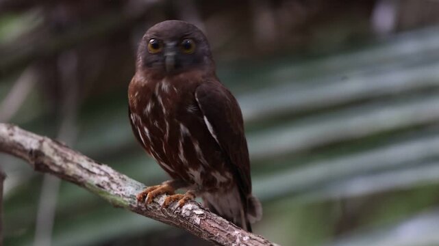The brown boobook (Ninox scutulata), also known as the brown hawk-owl, is a typical owl species. This photo was taken in Java island, Indonesia.