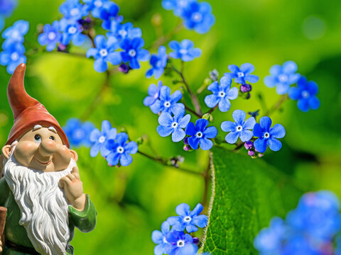 Bl&uuml;hendes Kaukasusvergissmeinnicht,Brunnera macrophylla,