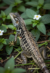 Fototapeta premium Reptile wildlife and biodiversity, spiny lizard in natural habitat with green foliage and white flowers