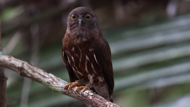 The brown boobook (Ninox scutulata), also known as the brown hawk-owl, is a typical owl species. This photo was taken in Java island, Indonesia.