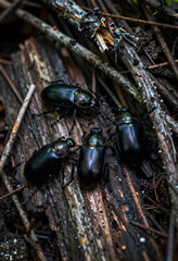 Naklejka premium Forest ecosystem and biodiversity, group of dark beetles on decaying wood and branches in natural habitat