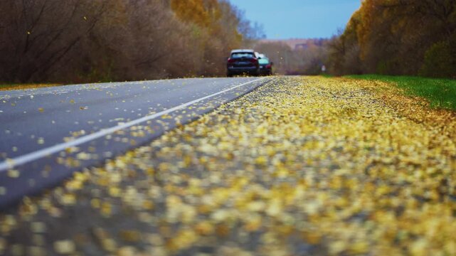 Autumn road covered in golden ginkgo leaves. Car drives slowly through scenic forest path. Warm sunlight highlights falling foliage. Perfect for travel, seasonal, or nature-themed projects