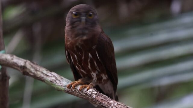 The brown boobook (Ninox scutulata), also known as the brown hawk-owl, is a typical owl species. This photo was taken in Java island, Indonesia.