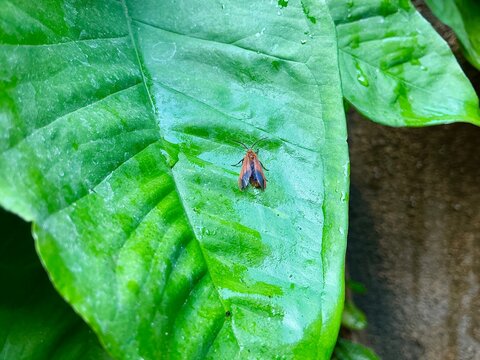 Orange Tiger Moth on Wet Green Leaf Macro Photography in Tropical Forest 