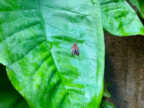 Orange Tiger Moth on Wet Green Leaf Macro Photography in Tropical Forest 