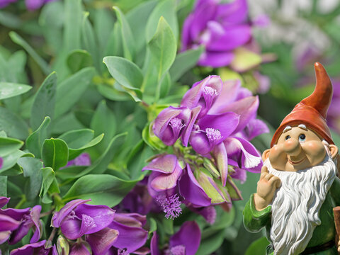 Bl&uuml;hende Kreuzblume,Polygala,Nahaufnahme