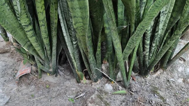 Close-Up of Green Snake Plant (Sansevieria Trifasciata) Leaves Growing Outdoors