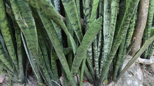 Close-Up of Green Snake Plant (Sansevieria Trifasciata) Leaves Growing Outdoors