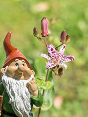 Blühende Krötenlilie,Tricyrtis hirta © M. Schuppich