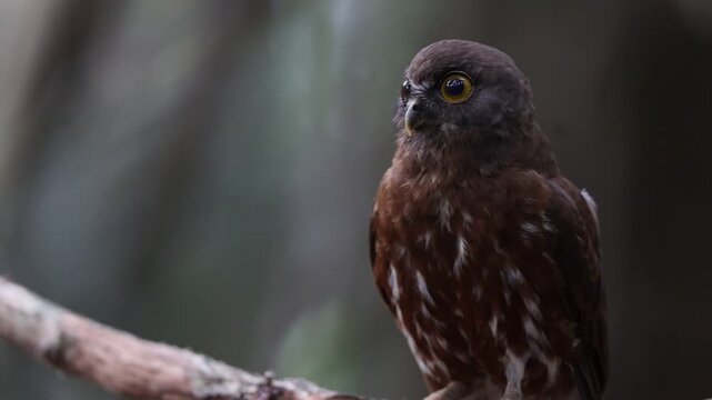 The brown boobook (Ninox scutulata), also known as the brown hawk-owl, is a typical owl species. This photo was taken in Java island, Indonesia.