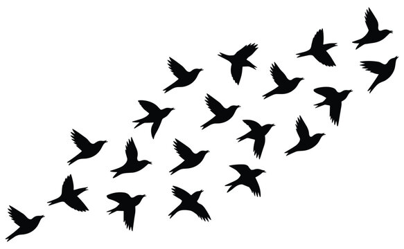 A flock of bird silhouettes flies across a white background