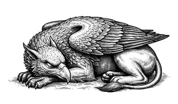 Sleeping Gryphon Mythical Eagle Lion Creature in Victorian Engraving Style, Antique Fantasy Vector Art